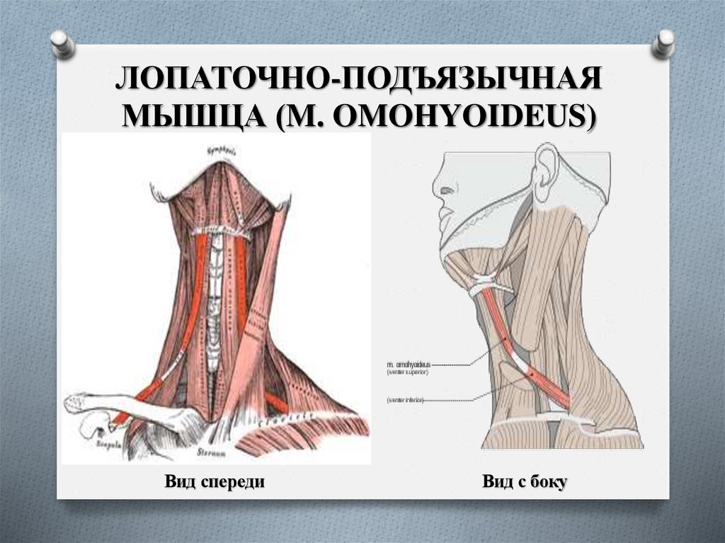 ЛОПАТОЧНО-ПОДЪЯЗЫЧНАЯ МЫШЦА (M. OMOHYOIDEUS)