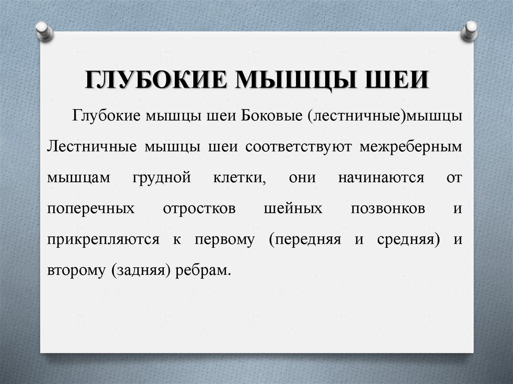 ГЛУБОКИЕ МЫШЦЫ ШЕИ