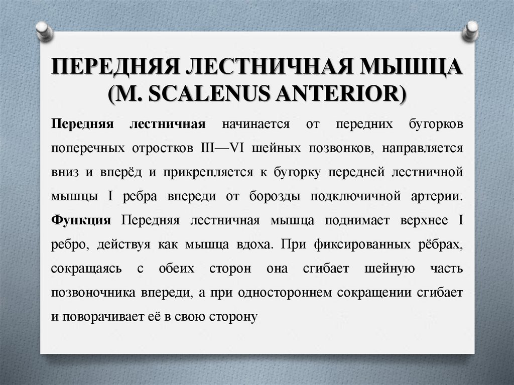ПЕРЕДНЯЯ ЛЕСТНИЧНАЯ МЫШЦА (M. SCALENUS ANTERIOR)