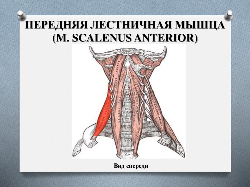 ПЕРЕДНЯЯ ЛЕСТНИЧНАЯ МЫШЦА (M. SCALENUS ANTERIOR)