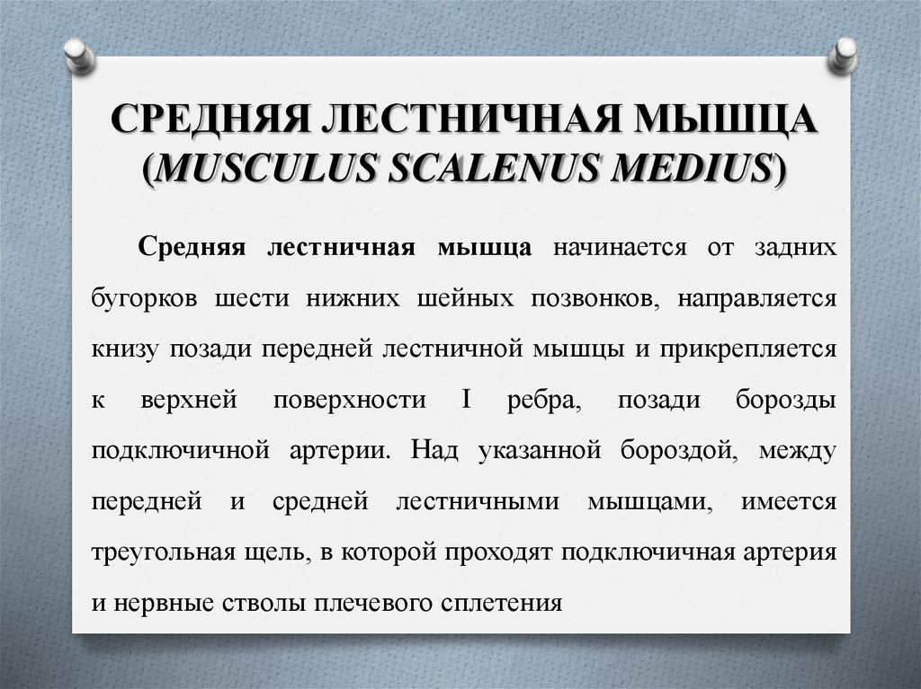 СРЕДНЯЯ ЛЕСТНИЧНАЯ МЫШЦА (MUSCULUS SCALENUS MEDIUS)