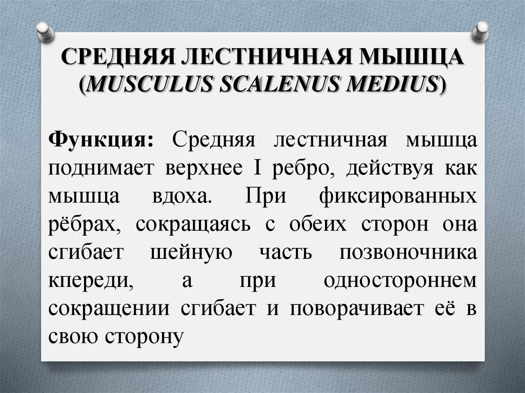 СРЕДНЯЯ ЛЕСТНИЧНАЯ МЫШЦА (MUSCULUS SCALENUS MEDIUS)