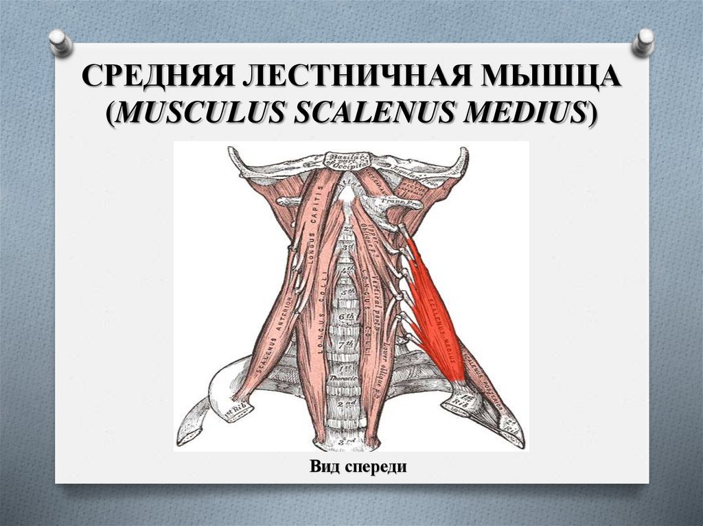 СРЕДНЯЯ ЛЕСТНИЧНАЯ МЫШЦА (MUSCULUS SCALENUS MEDIUS)