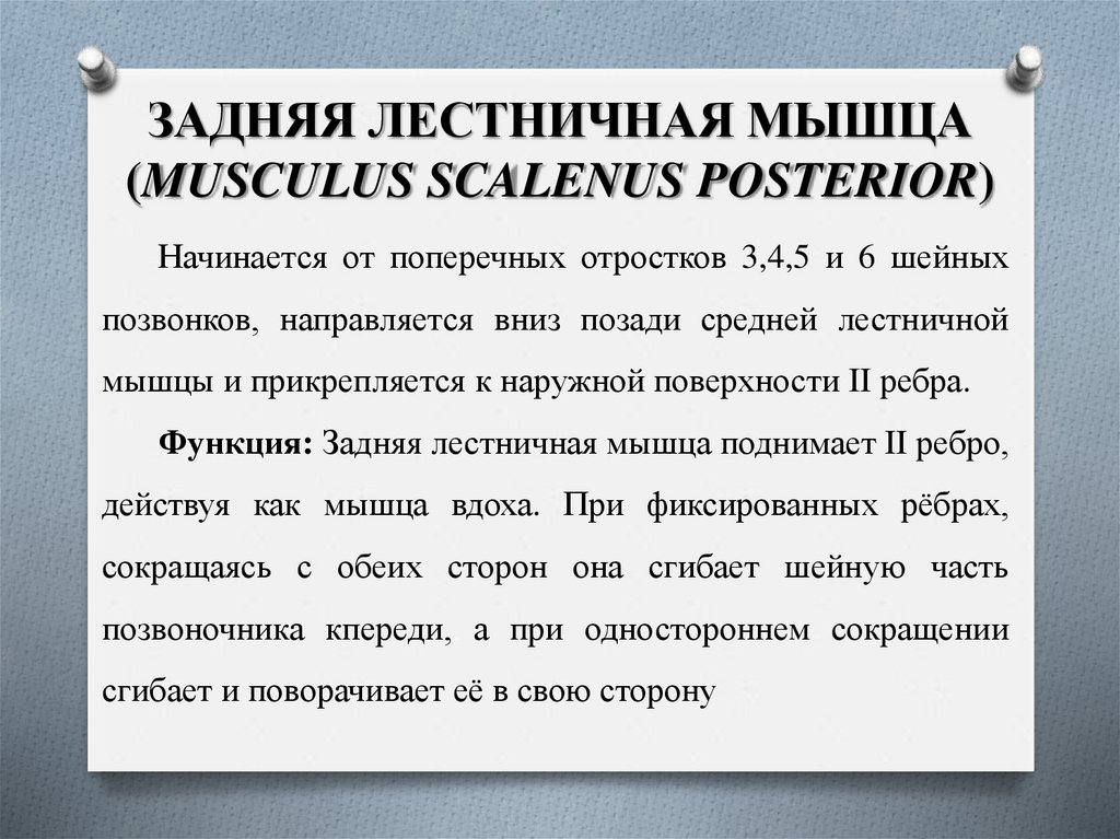 ЗАДНЯЯ ЛЕСТНИЧНАЯ МЫШЦА (MUSCULUS SCALENUS POSTERIOR)
