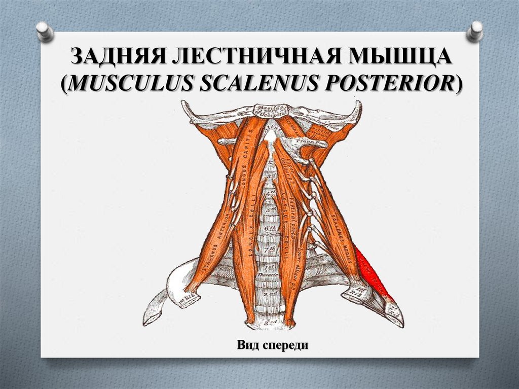 ЗАДНЯЯ ЛЕСТНИЧНАЯ МЫШЦА (MUSCULUS SCALENUS POSTERIOR)