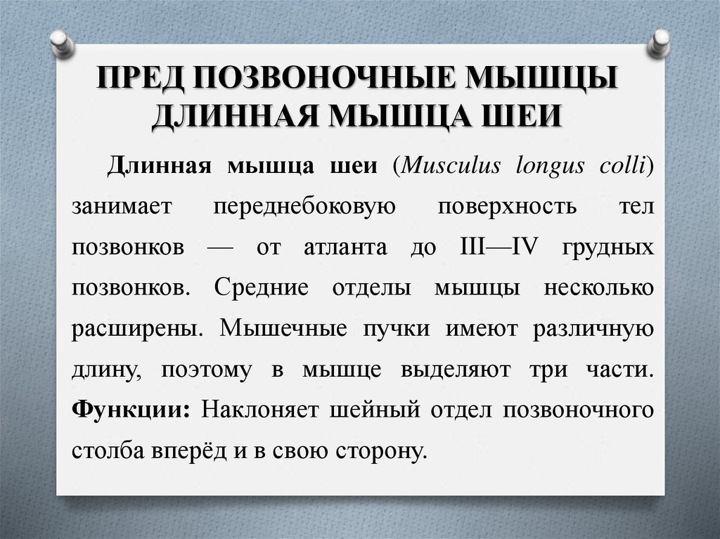 ПРЕД ПОЗВОНОЧНЫЕ МЫШЦЫ ДЛИННАЯ МЫШЦА ШЕИ