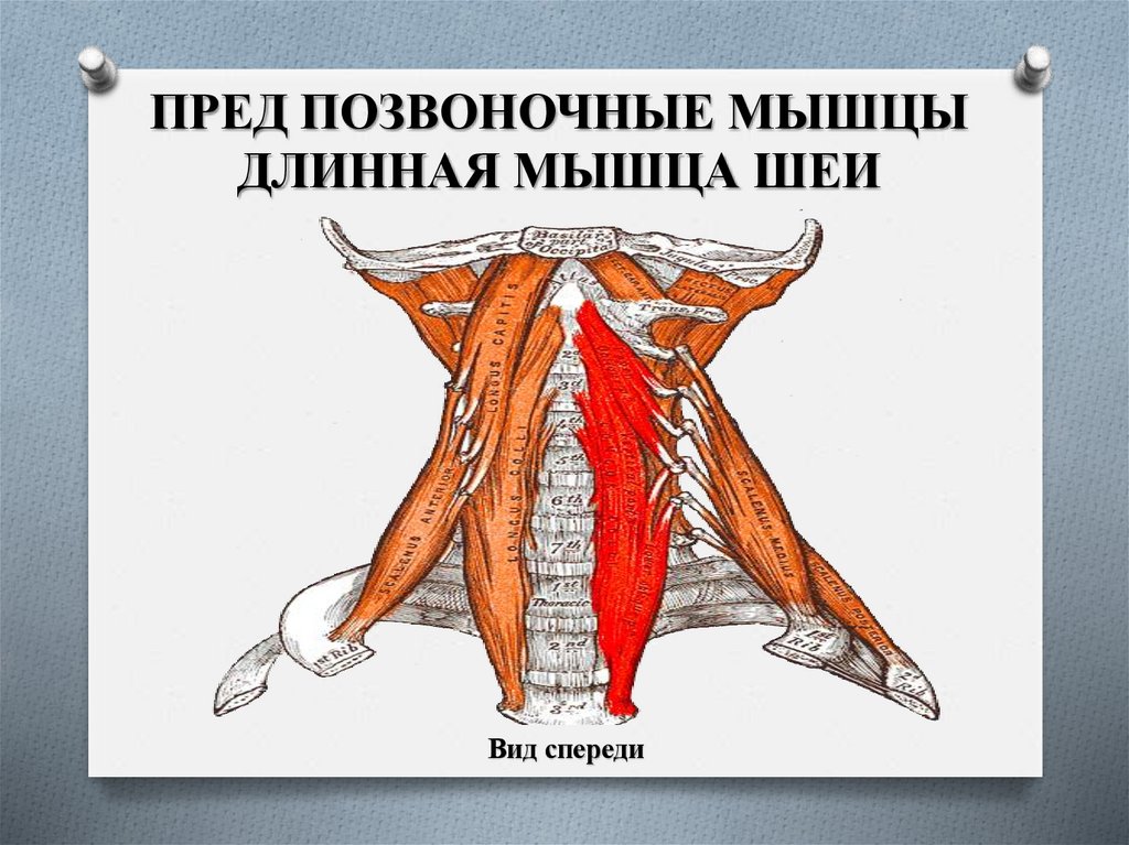 ПРЕД ПОЗВОНОЧНЫЕ МЫШЦЫ ДЛИННАЯ МЫШЦА ШЕИ