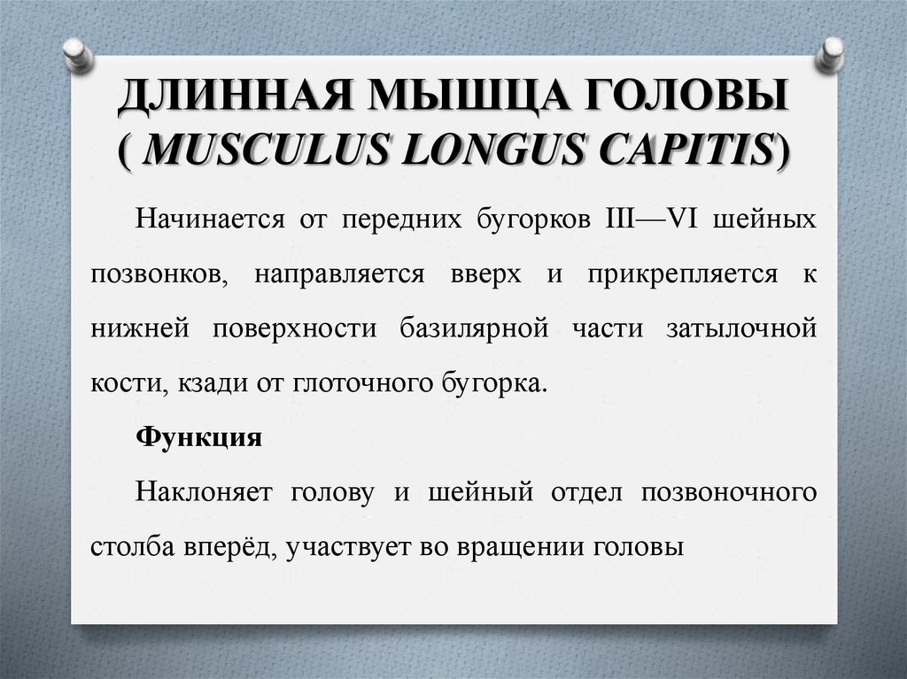 ДЛИННАЯ МЫШЦА ГОЛОВЫ ( MUSCULUS LONGUS CAPITIS)