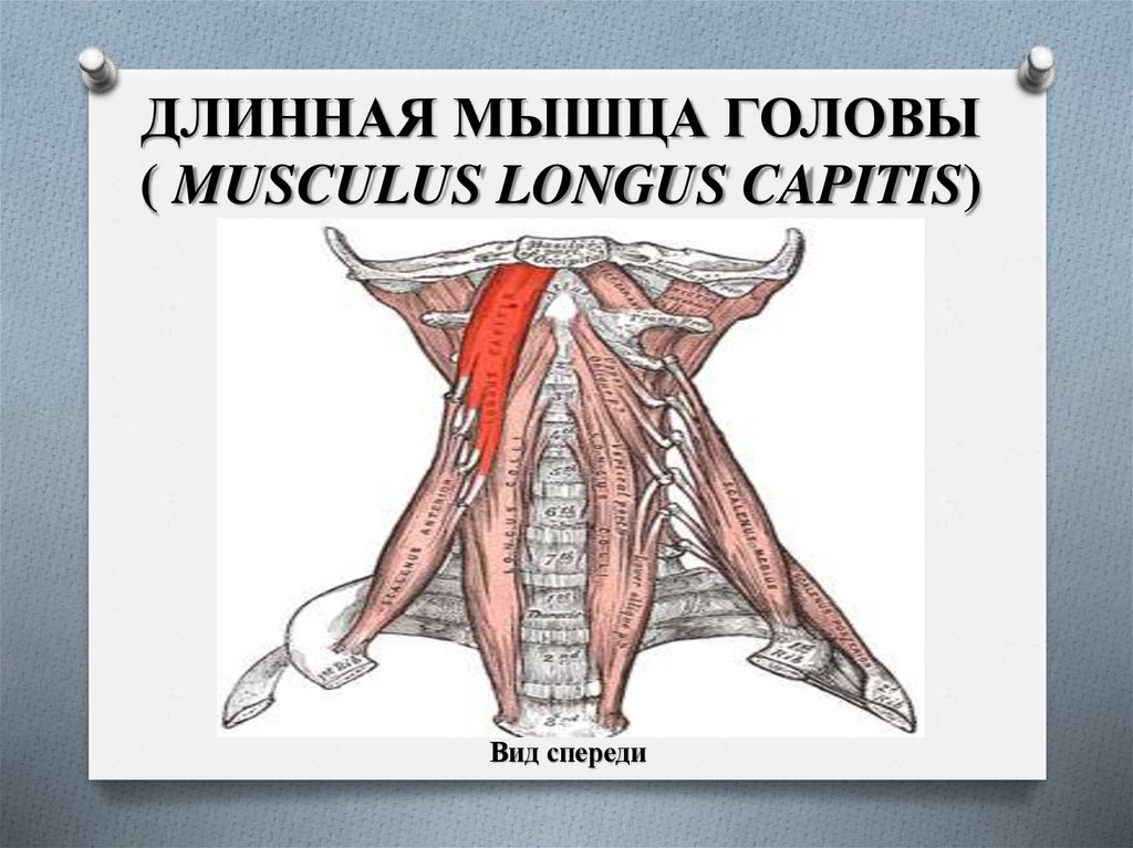 ДЛИННАЯ МЫШЦА ГОЛОВЫ ( MUSCULUS LONGUS CAPITIS)