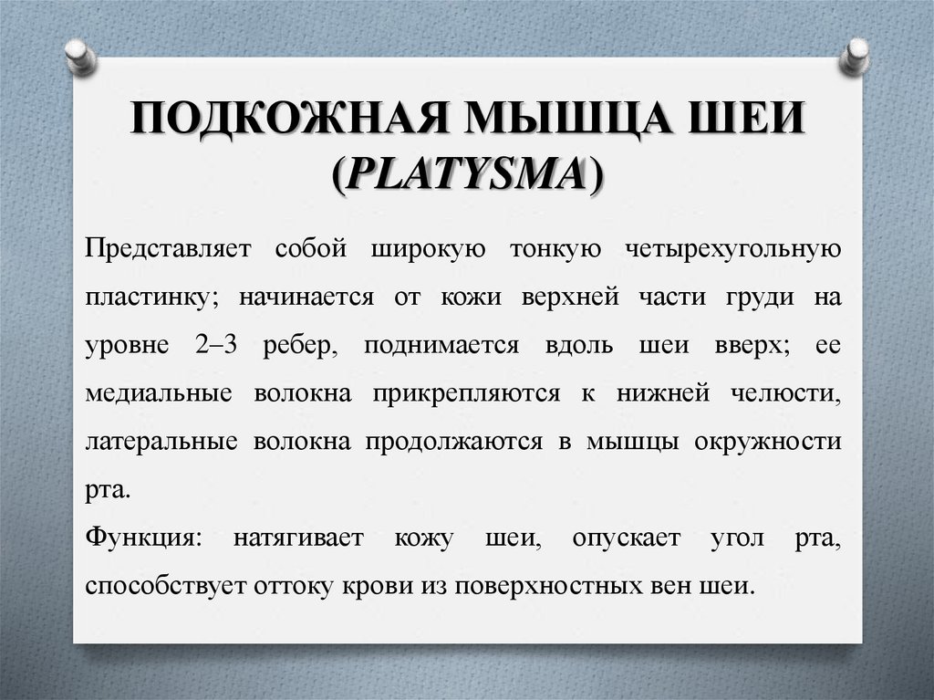 ПОДКОЖНАЯ МЫШЦА ШЕИ (PLATYSMA)