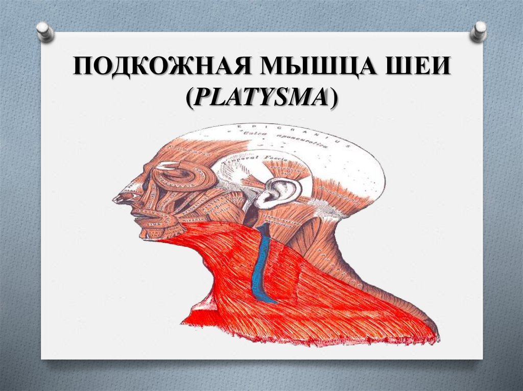 ПОДКОЖНАЯ МЫШЦА ШЕИ (PLATYSMA)