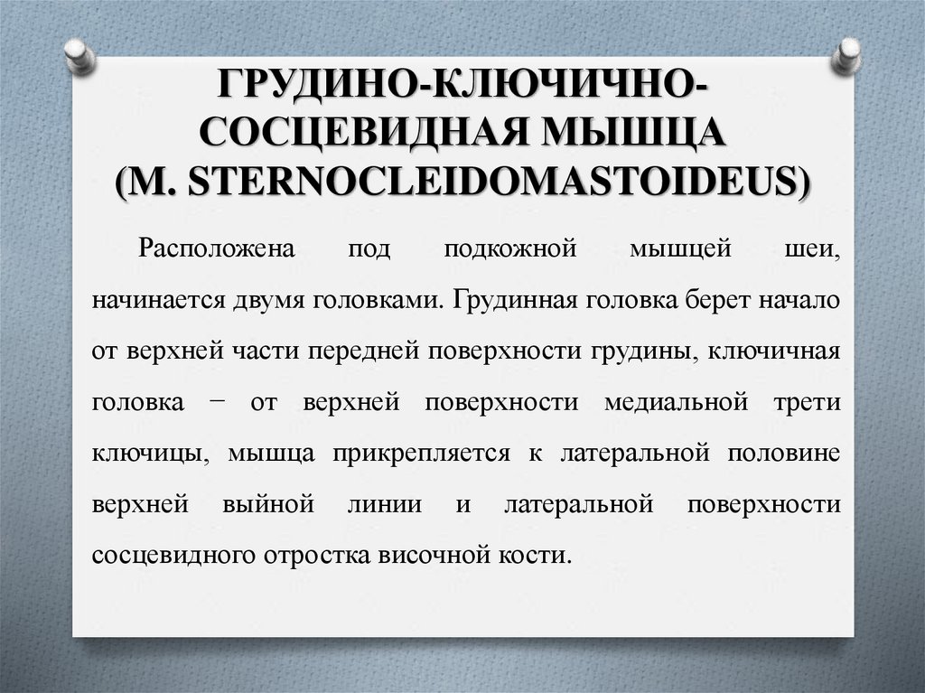 ГРУДИНО-КЛЮЧИЧНО-СОСЦЕВИДНАЯ МЫШЦА (M. STERNOCLEIDOMASTOIDEUS)