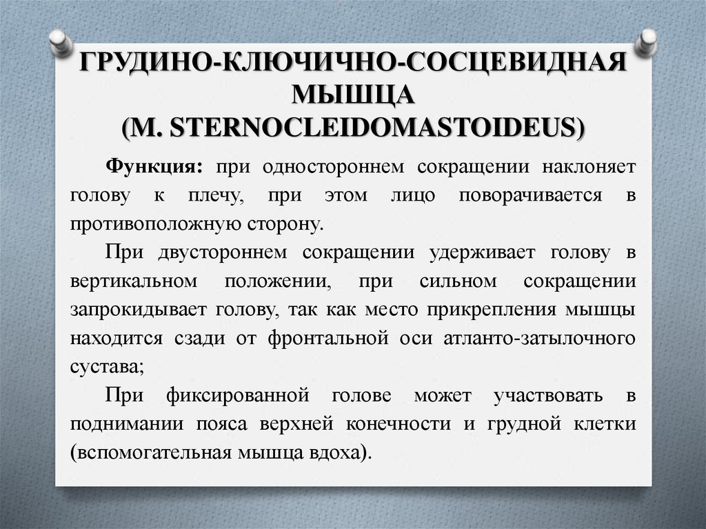 ГРУДИНО-КЛЮЧИЧНО-СОСЦЕВИДНАЯ МЫШЦА (M. STERNOCLEIDOMASTOIDEUS)