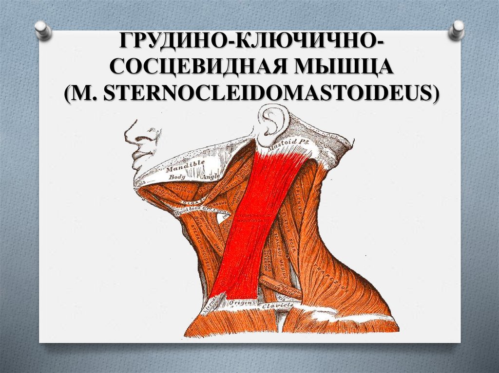 ГРУДИНО-КЛЮЧИЧНО-СОСЦЕВИДНАЯ МЫШЦА (M. STERNOCLEIDOMASTOIDEUS)
