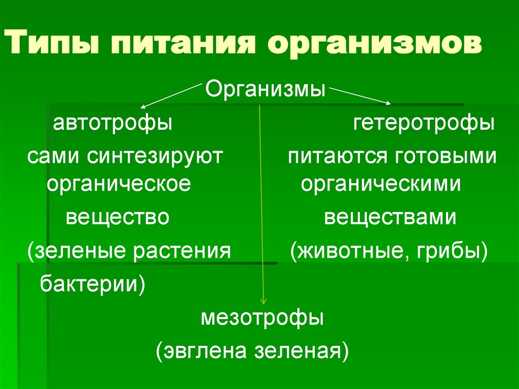 Типы питания организмов
