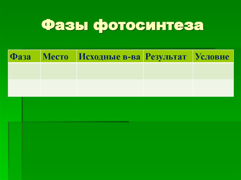 Фазы фотосинтеза