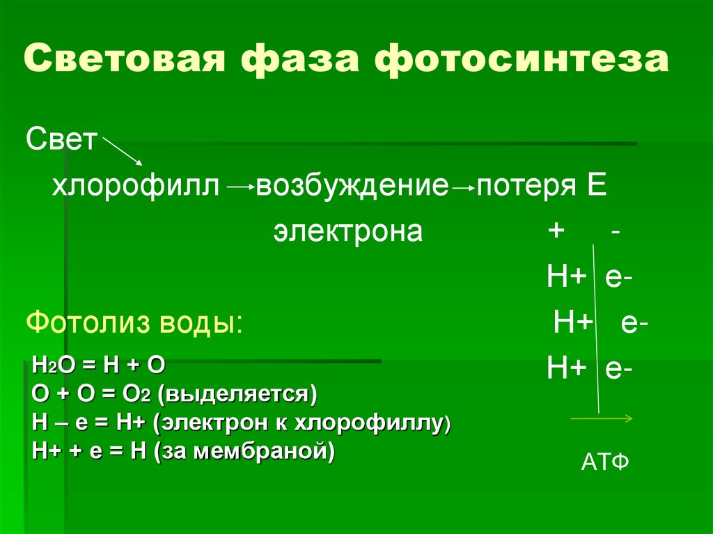 Световая фаза фотосинтеза
