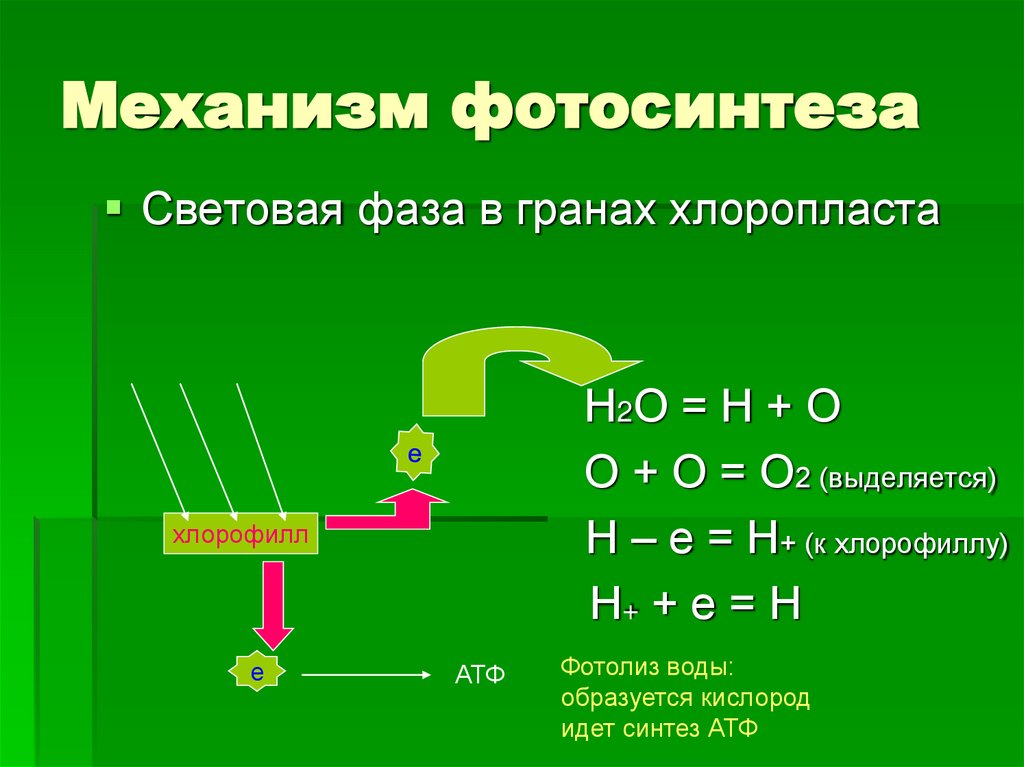 Механизм фотосинтеза
