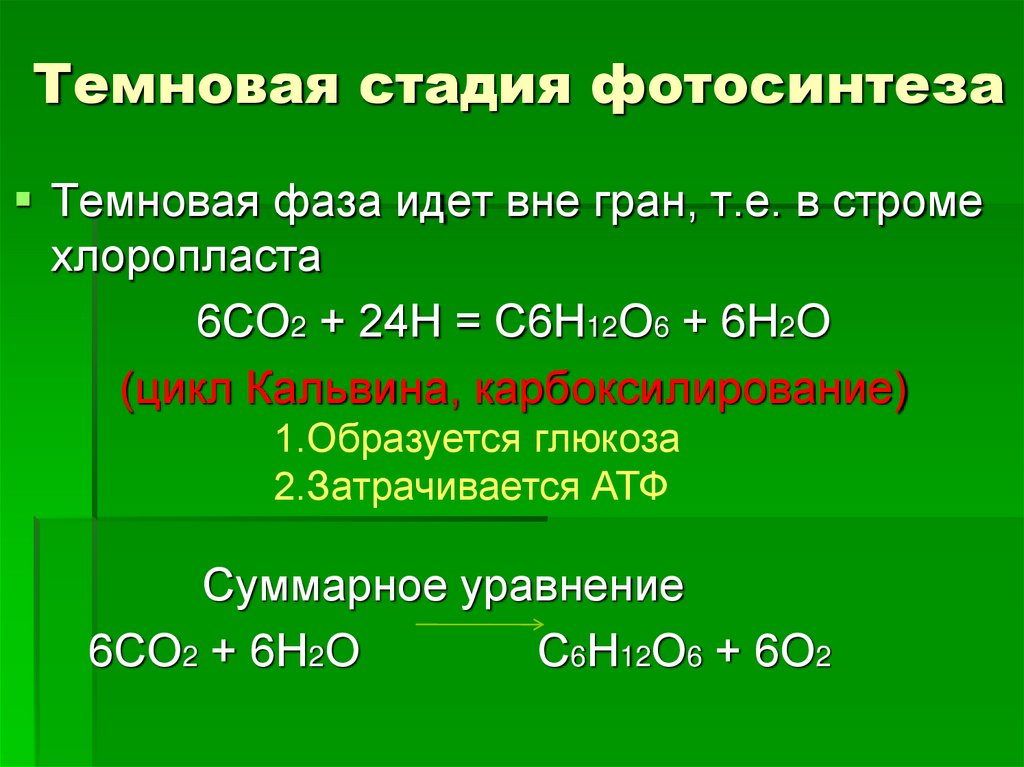 Темновая стадия фотосинтеза