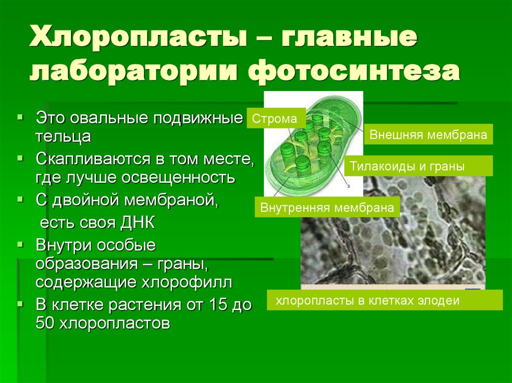 Хлоропласты – главные лаборатории фотосинтеза