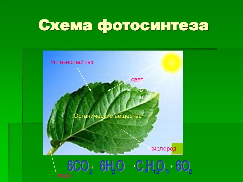 Схема фотосинтеза