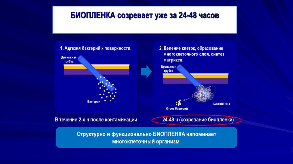 БИОПЛЕНКА созревает уже за 24-48 часов