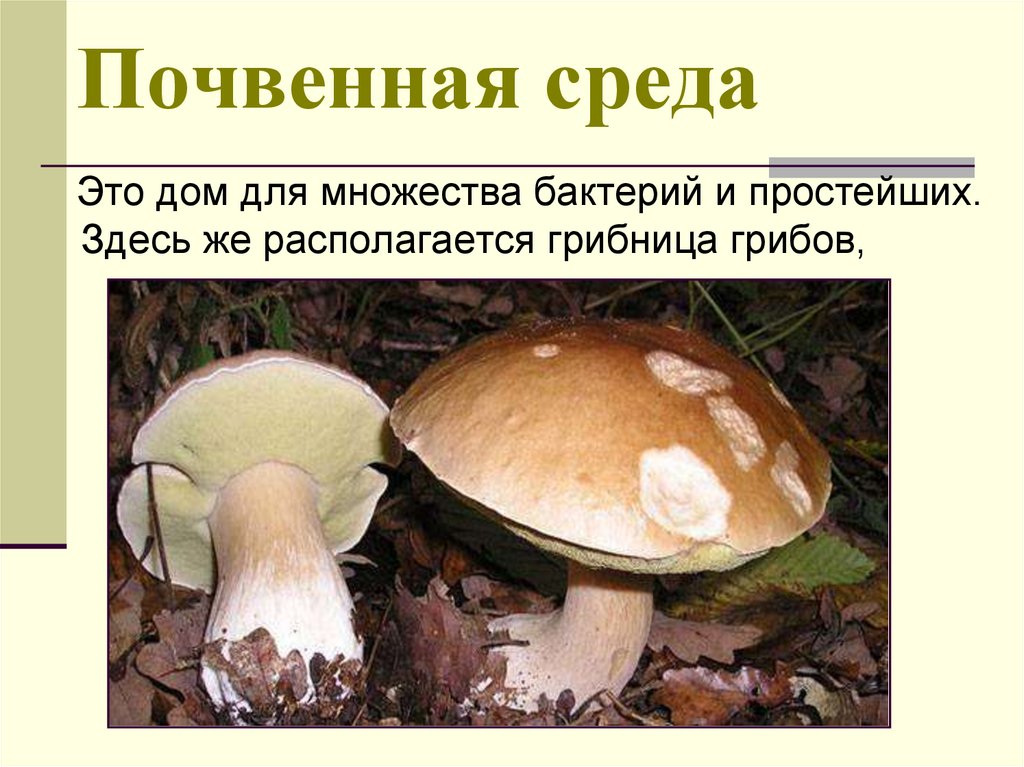 Почвенная среда