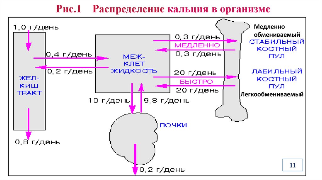 Рис.1 Распределение кальция в организме
