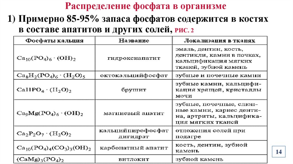 Распределение фосфата в организме