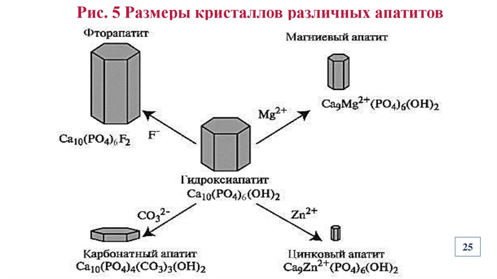 Рис. 5 Размеры кристаллов различных апатитов