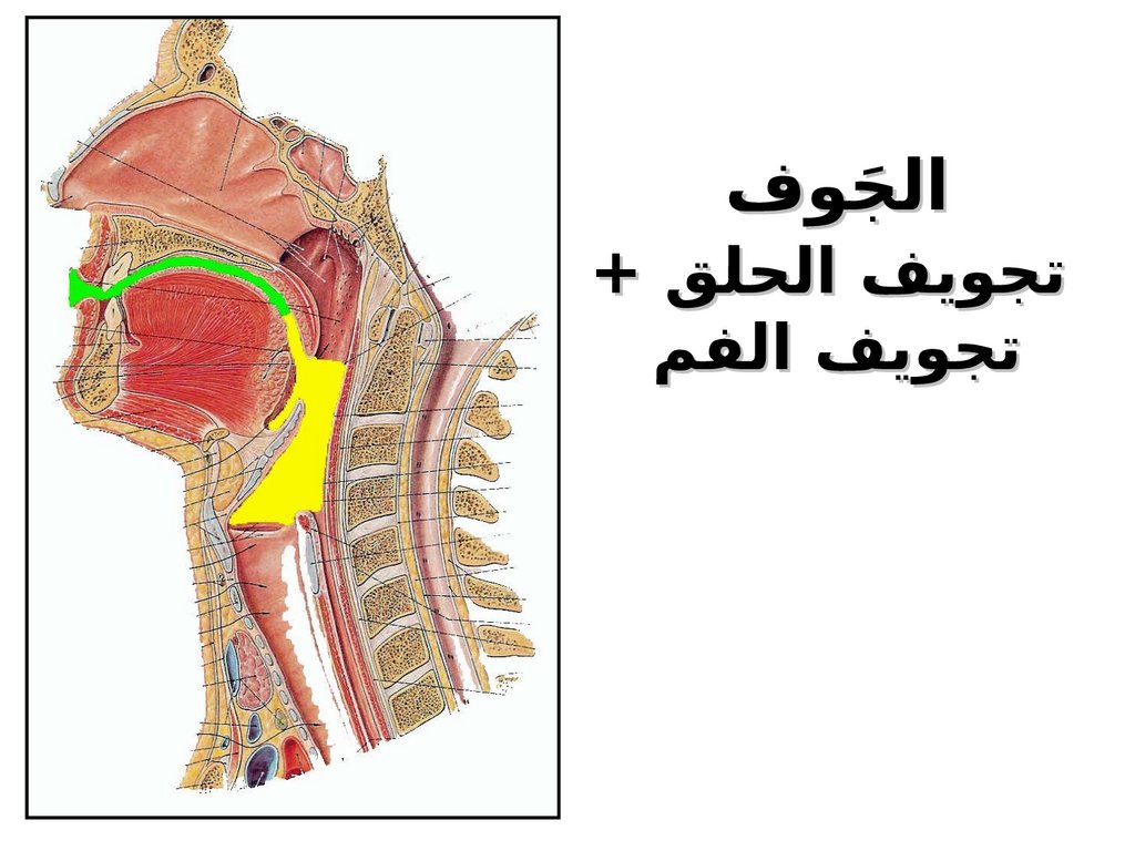 الجَوف تجويف الحلق + تجويف الفم
