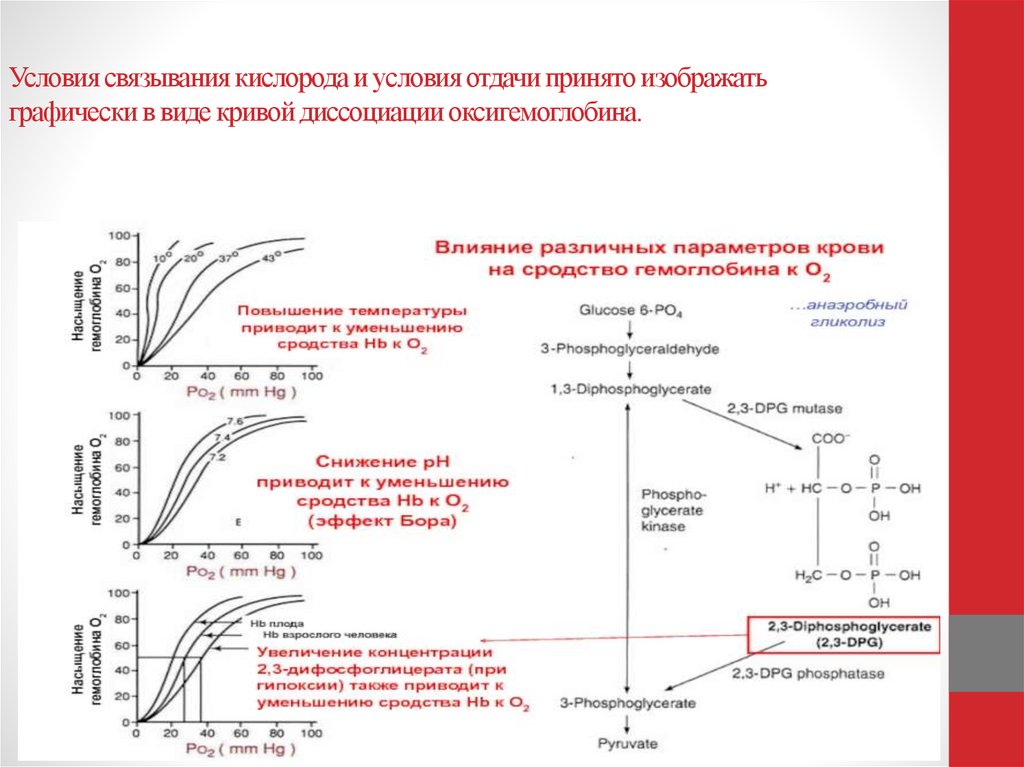 Условия связывания кислорода и условия отдачи принято изображать графически в виде кривой диссоциации оксигемоглобина.