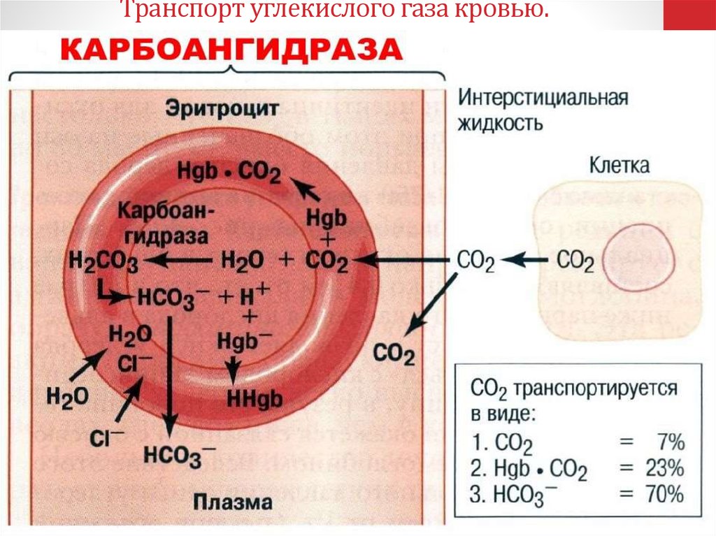 Транспорт углекислого газа кровью.