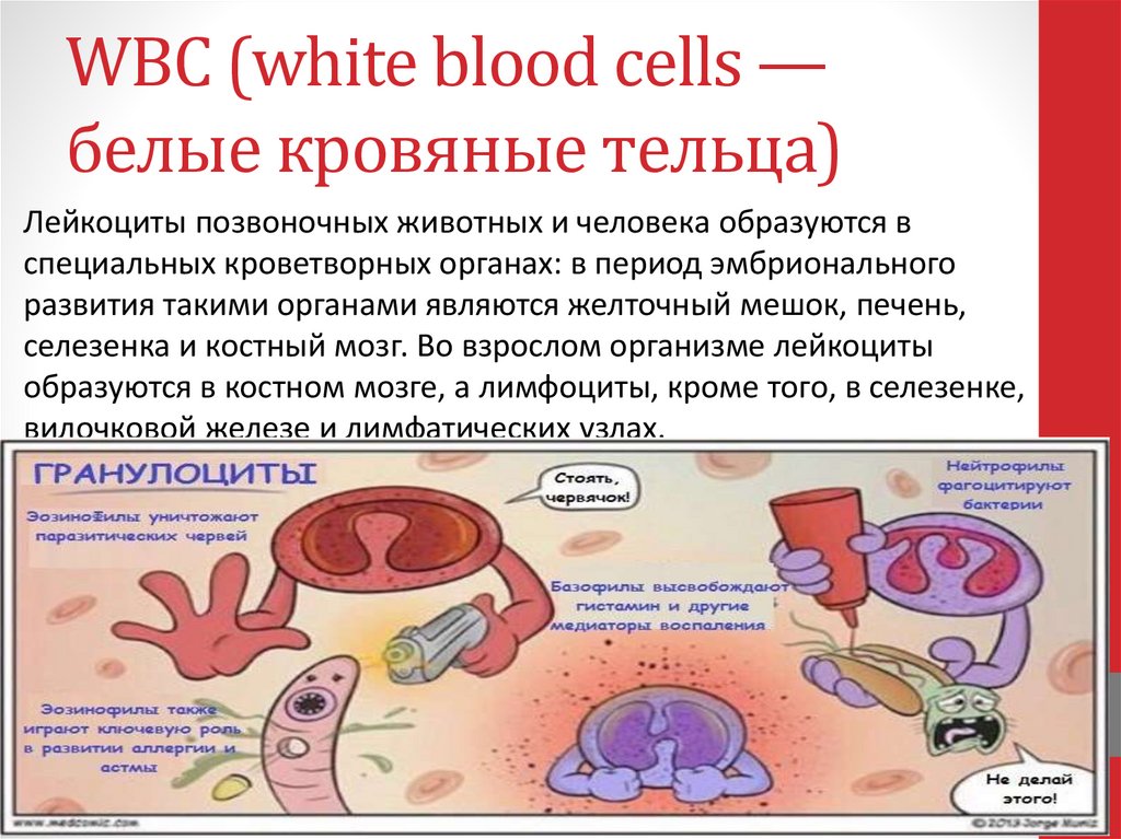 WBC (white blood cells — белые кровяные тельца)