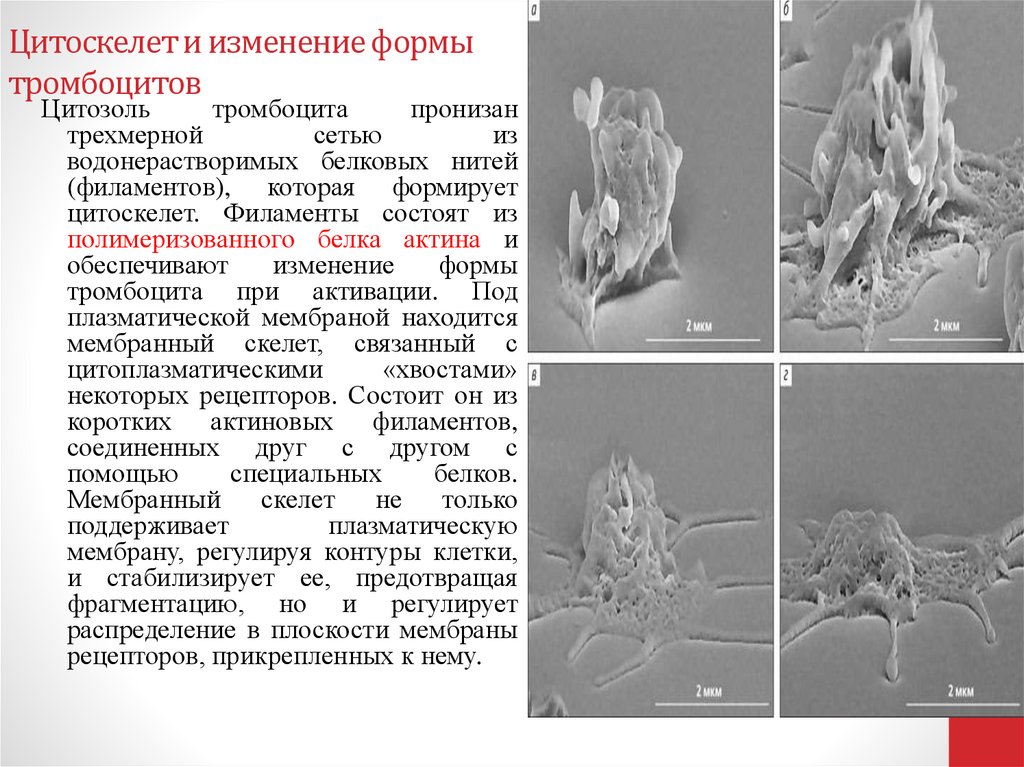 Цитоскелет и изменение формы тромбоцитов