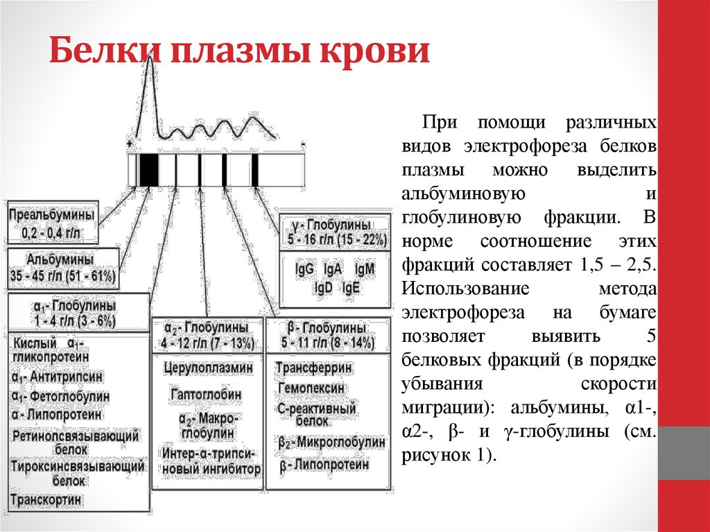 Белки плазмы крови