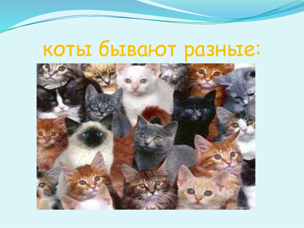 коты бывают разные: