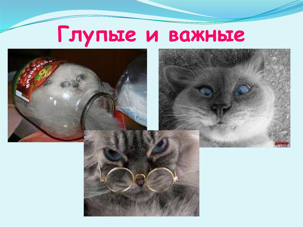 Глупые и важные