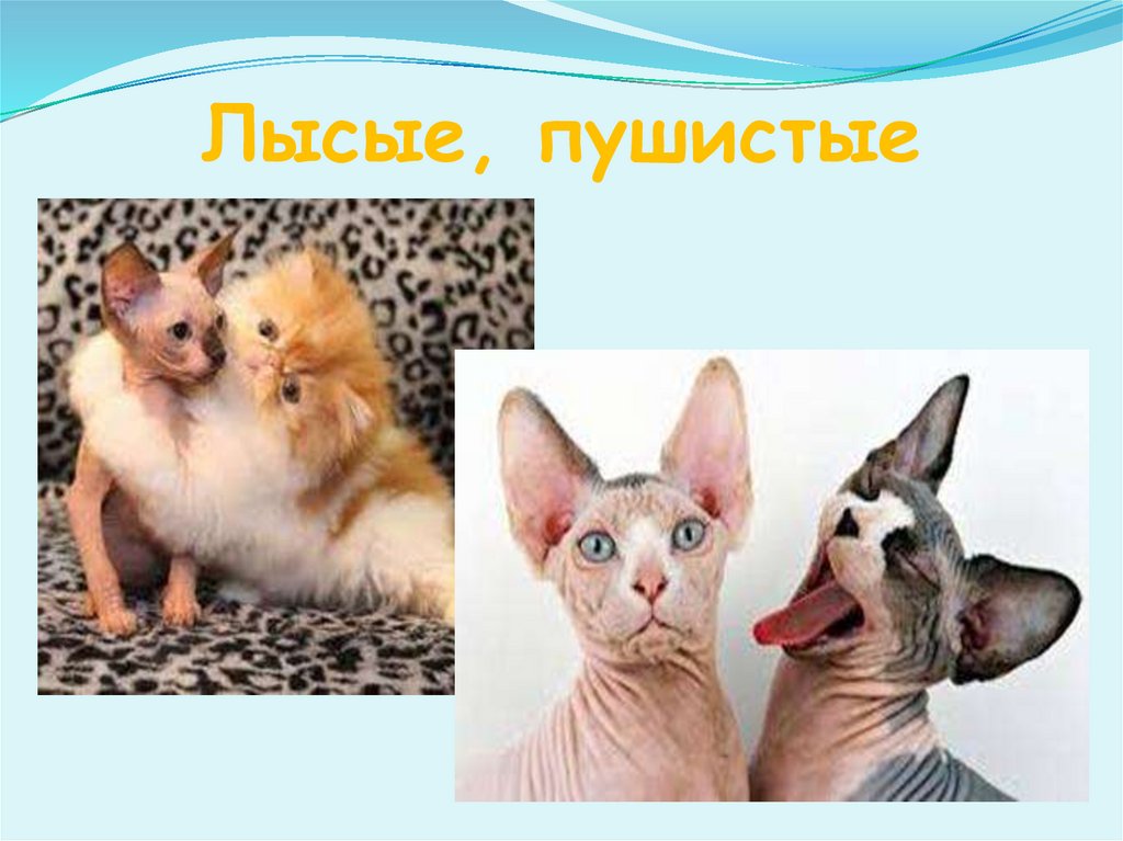 Лысые, пушистые