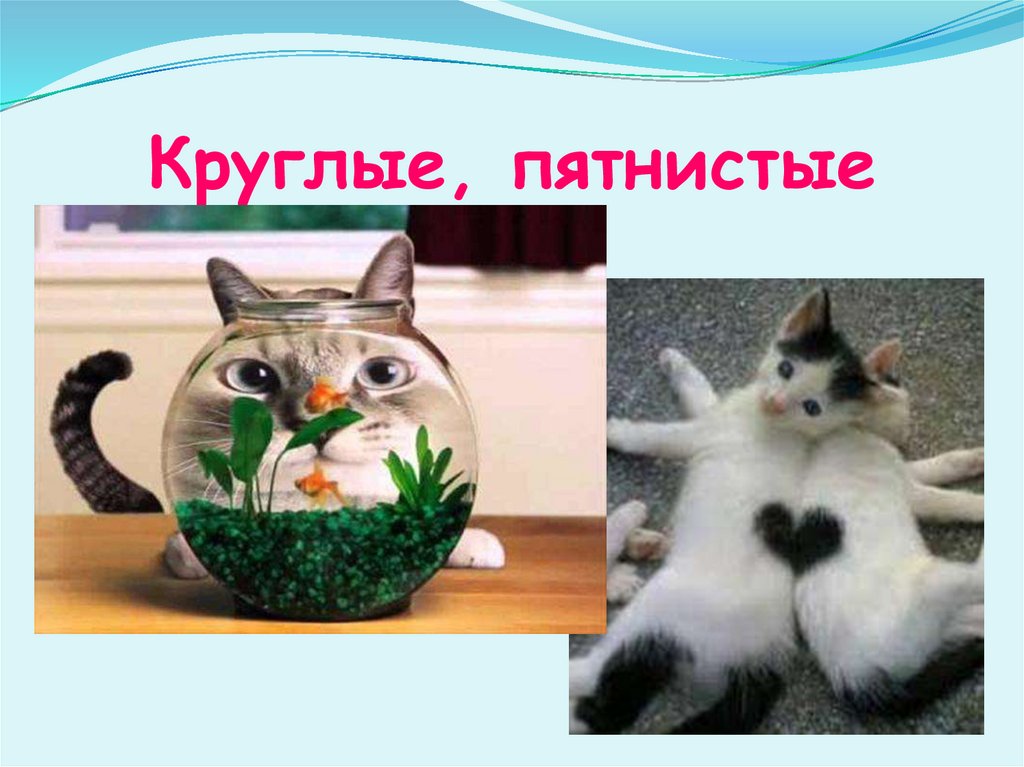 Круглые, пятнистые