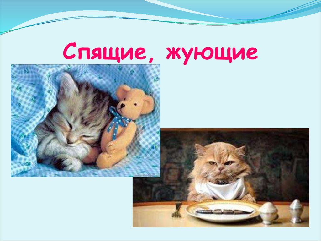 Спящие, жующие