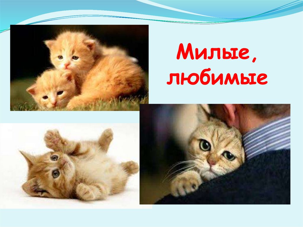 Милые, любимые