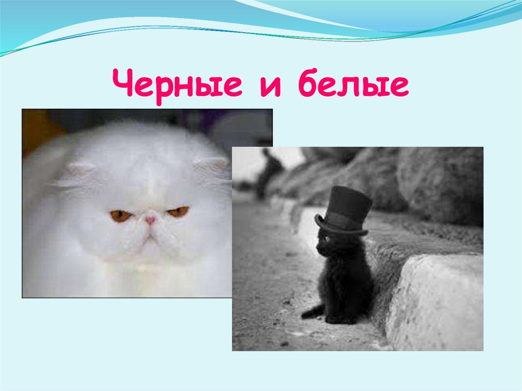 Черные и белые