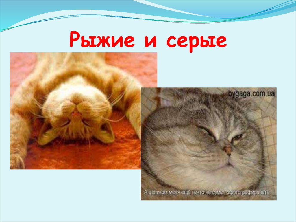 Рыжие и серые