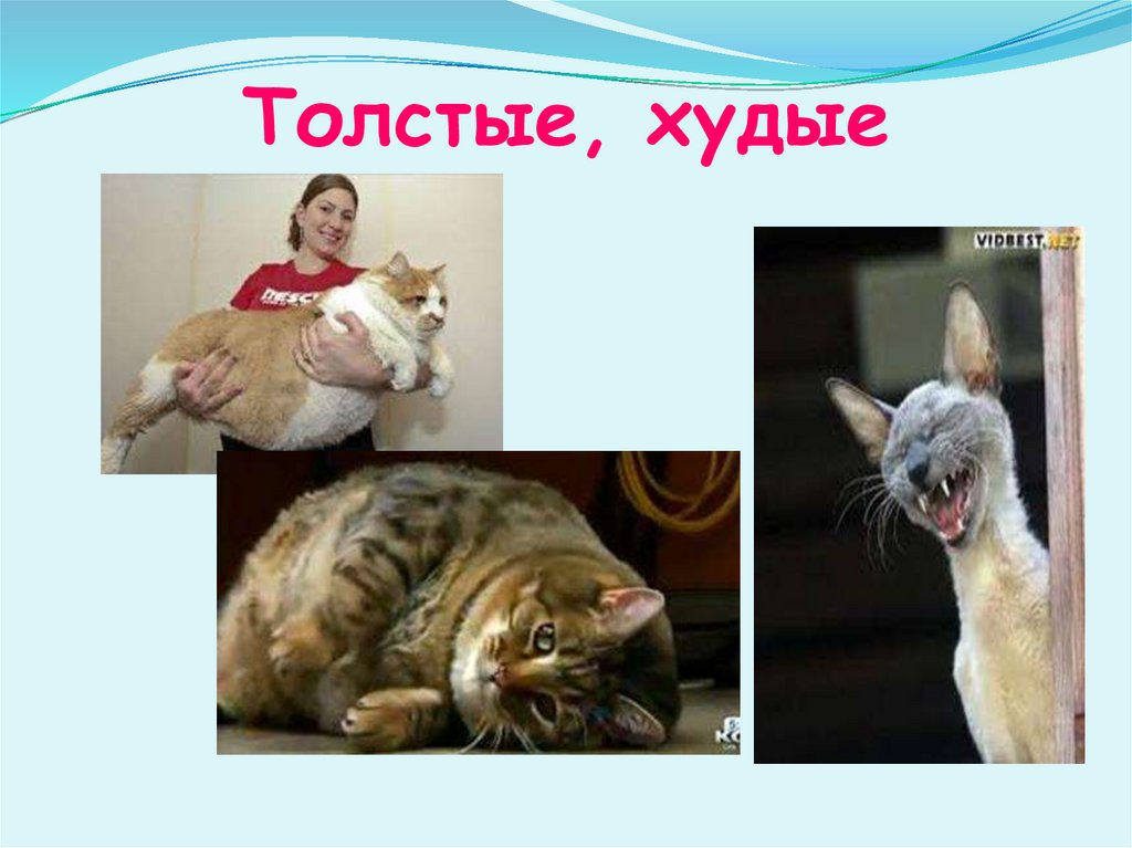 Толстые, худые