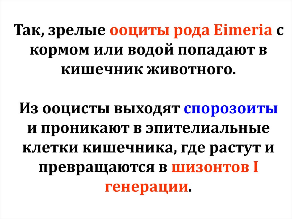 Так, зрелые ооциты рода Eimeria с кормом или водой попадают в кишечник животного. Из ооцисты выходят спорозоиты и проникают в