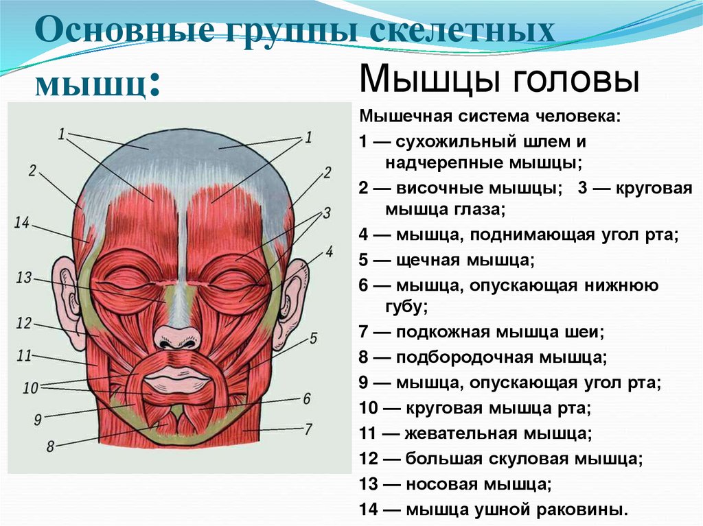 Основные группы скелетных мышц: