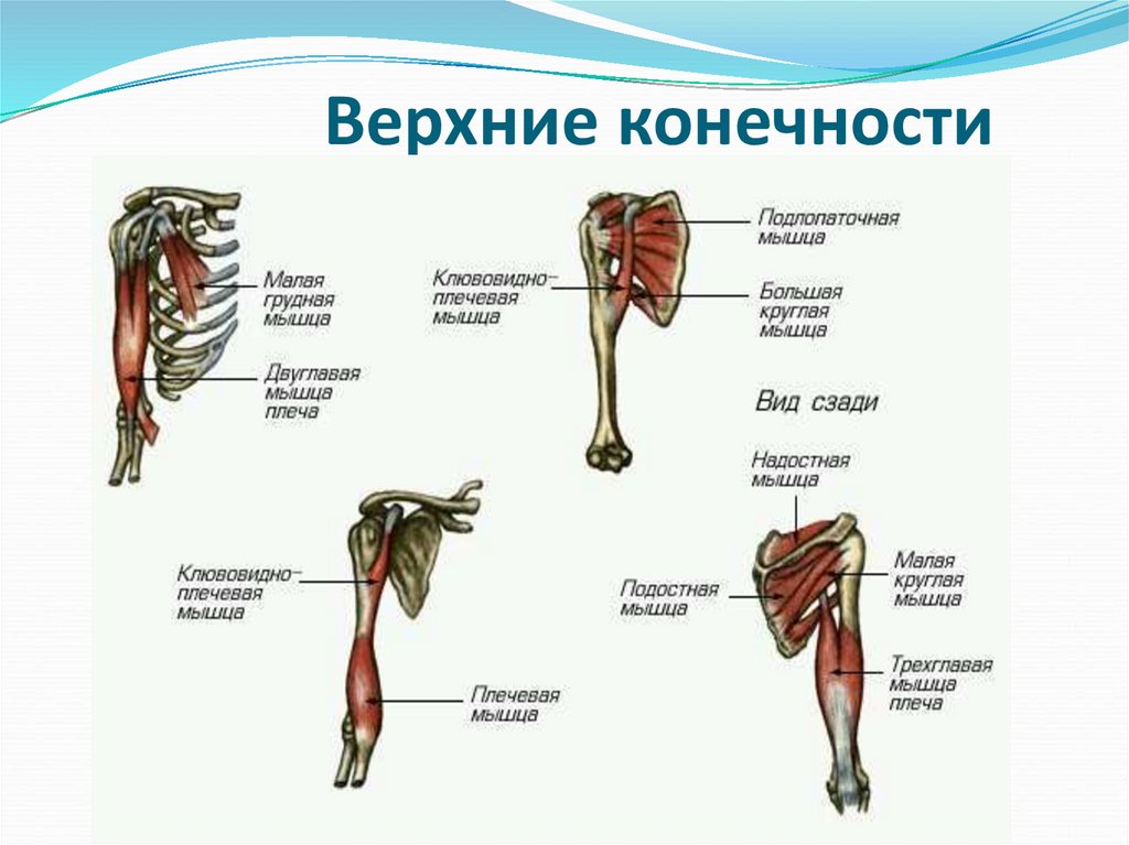 Верхние конечности