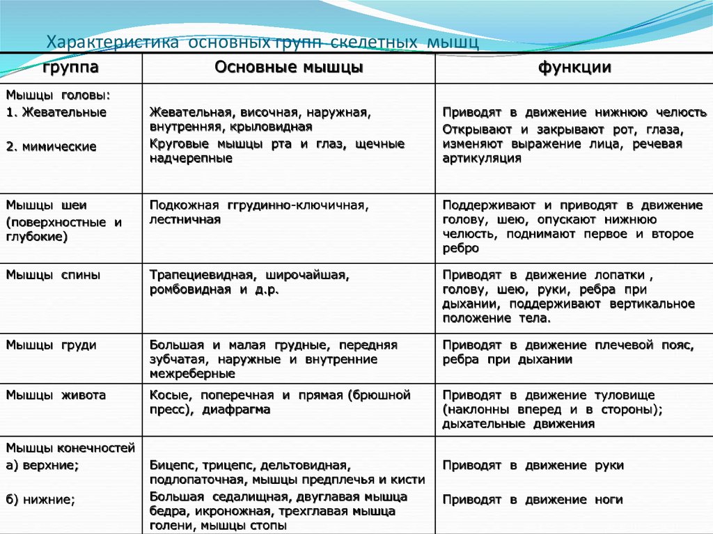 Характеристика основных групп скелетных мышц