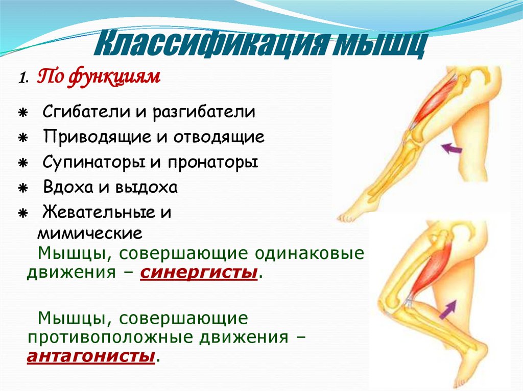 Классификация мышц